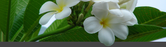 witte plumeria witte plumeria